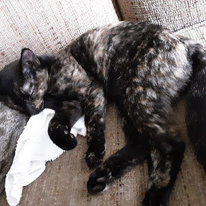 Meet your Posher, Clarissa